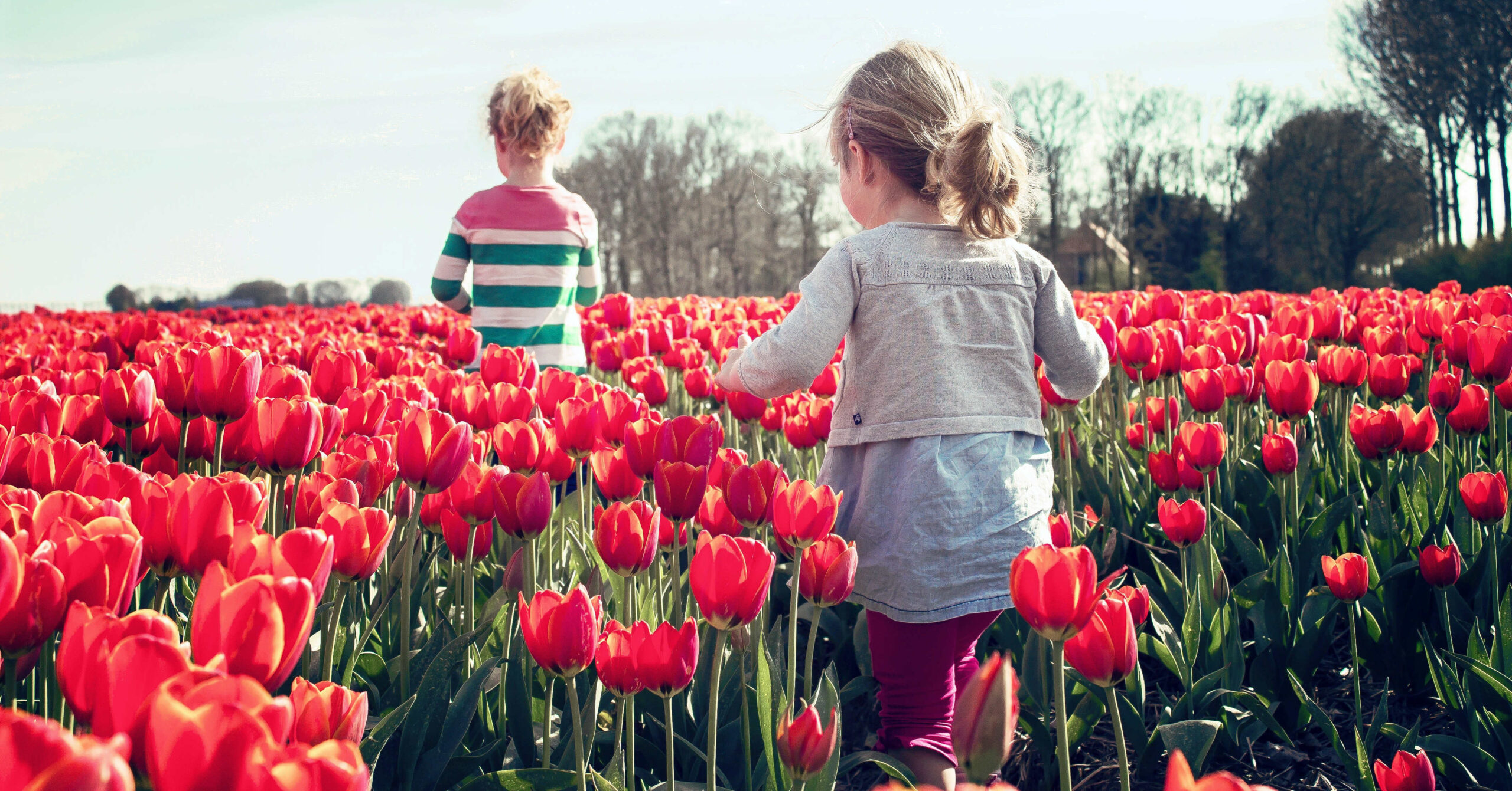 children in a tulip field