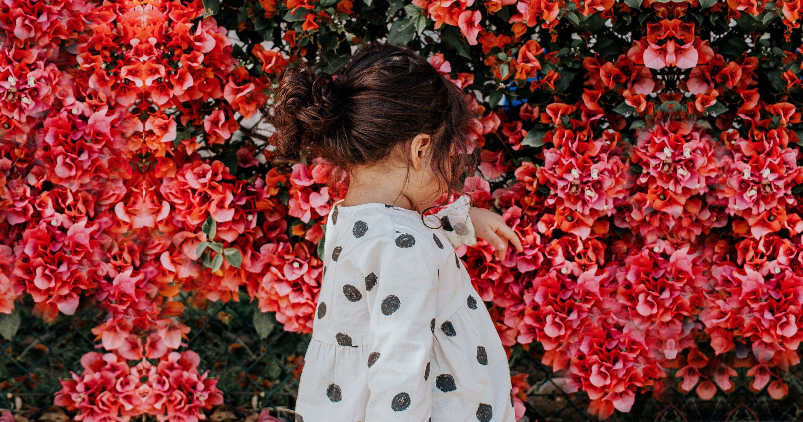 a child looking at a flowery hedge