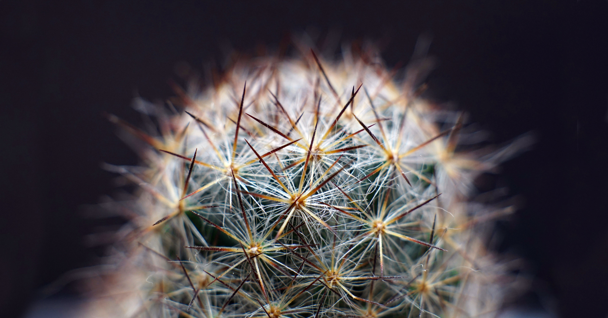 a soft-looking cactus that is actually sharp and painful to touch